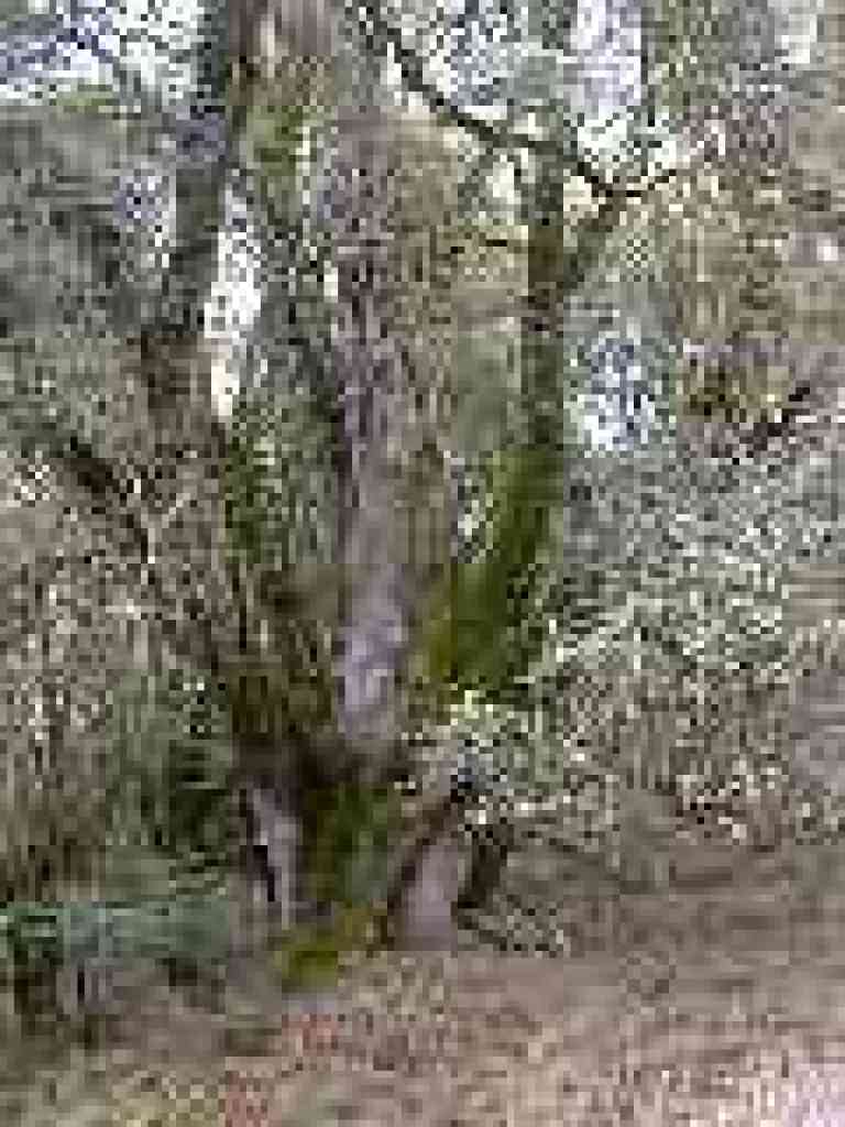 Coast live oak