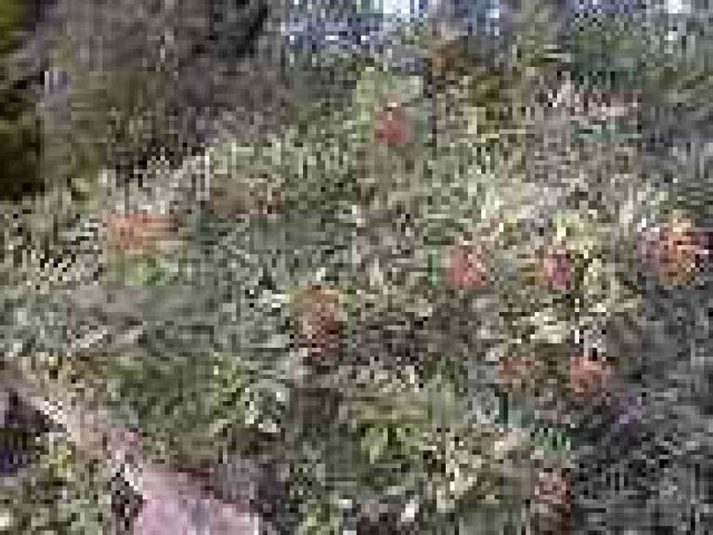 Toyon