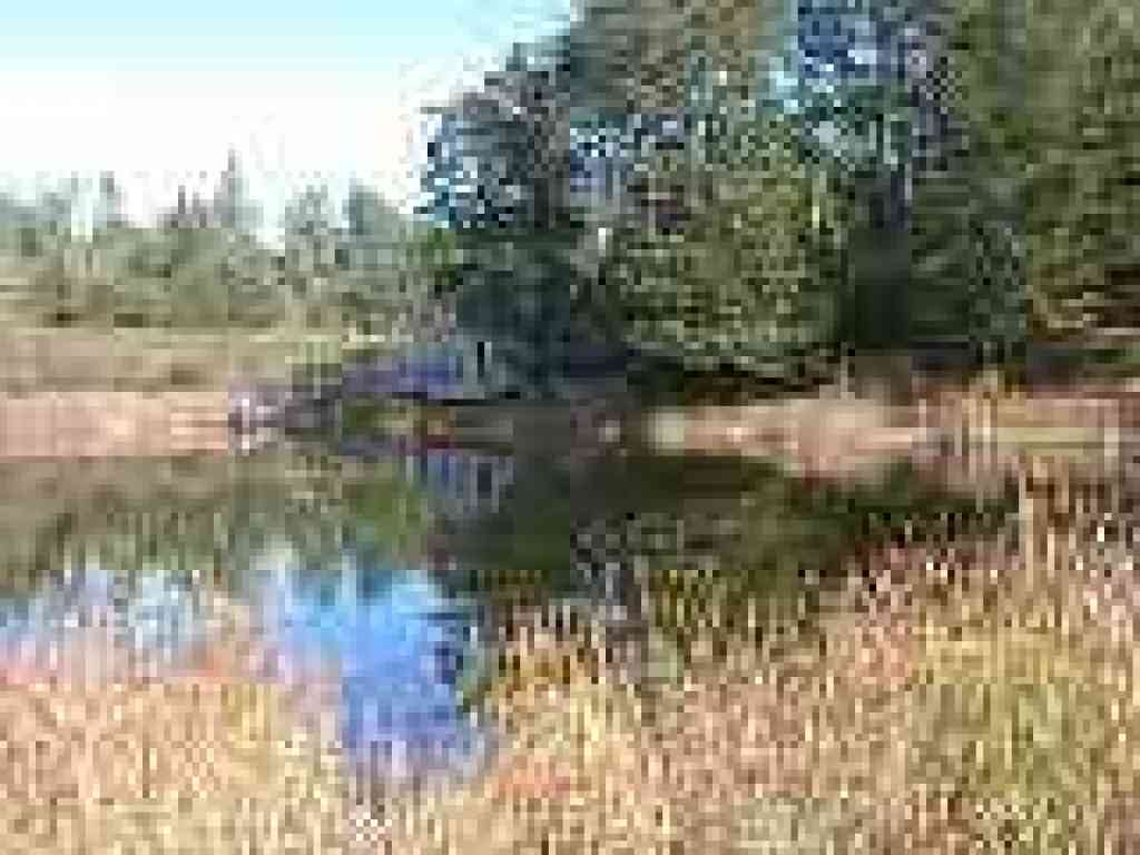 Alpine Pond
