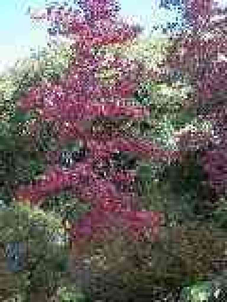 Maple