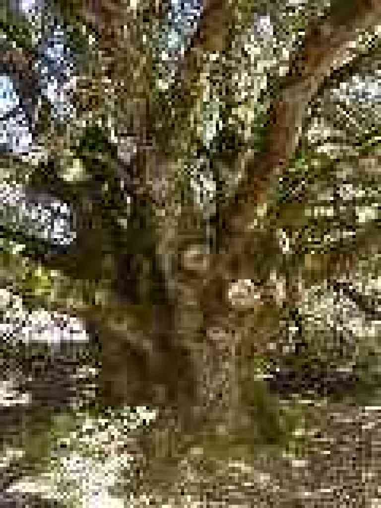 Oak
