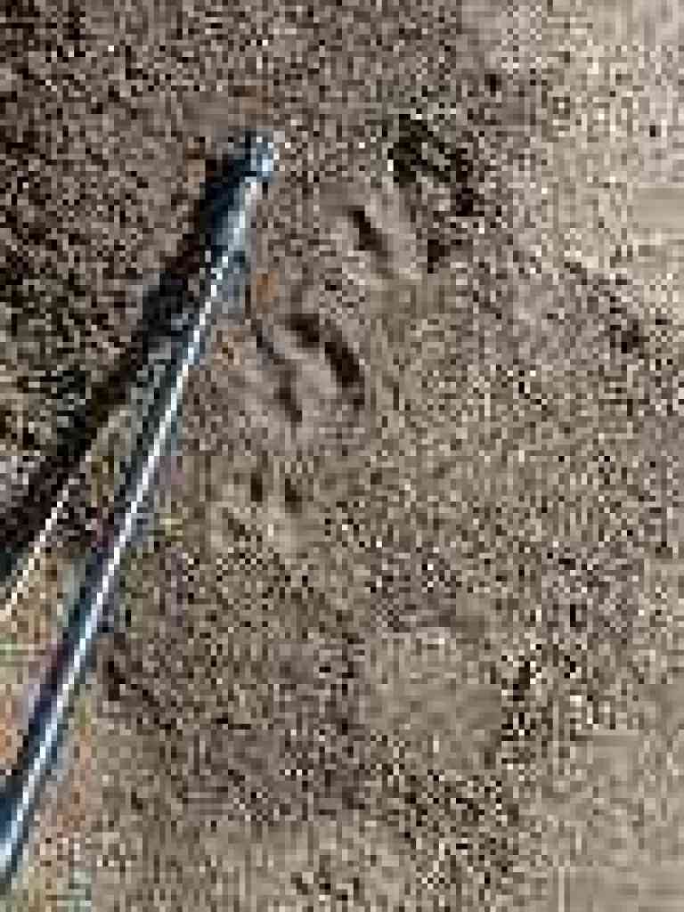 Bobcat prints