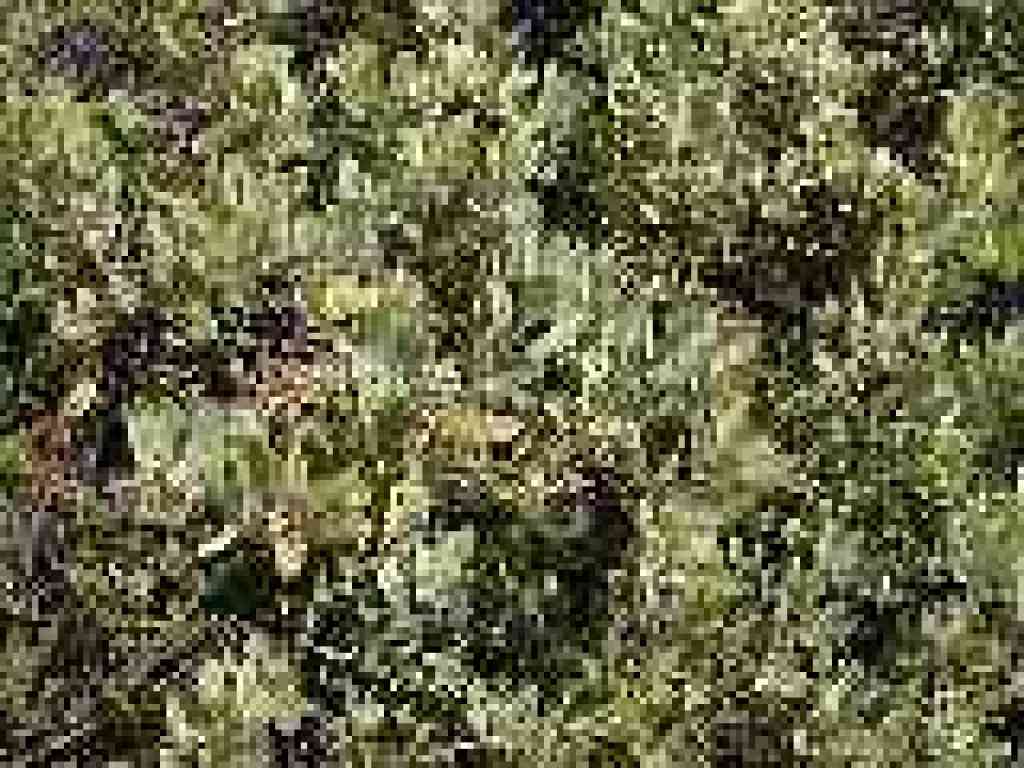 Manzanita
