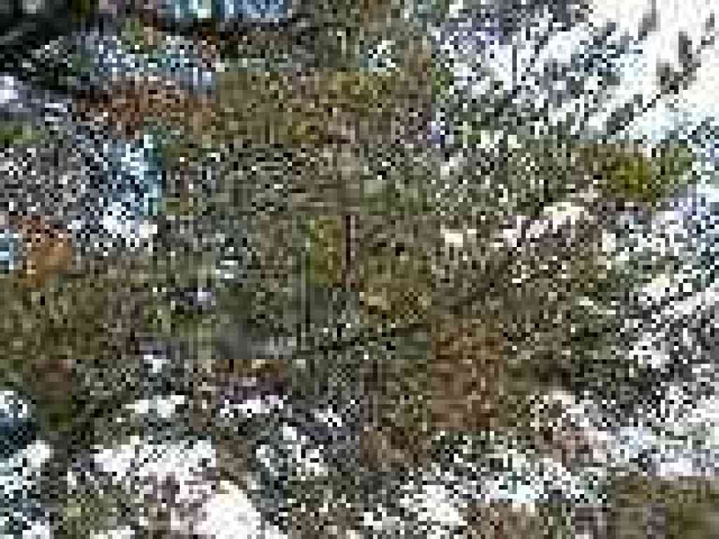 Oak