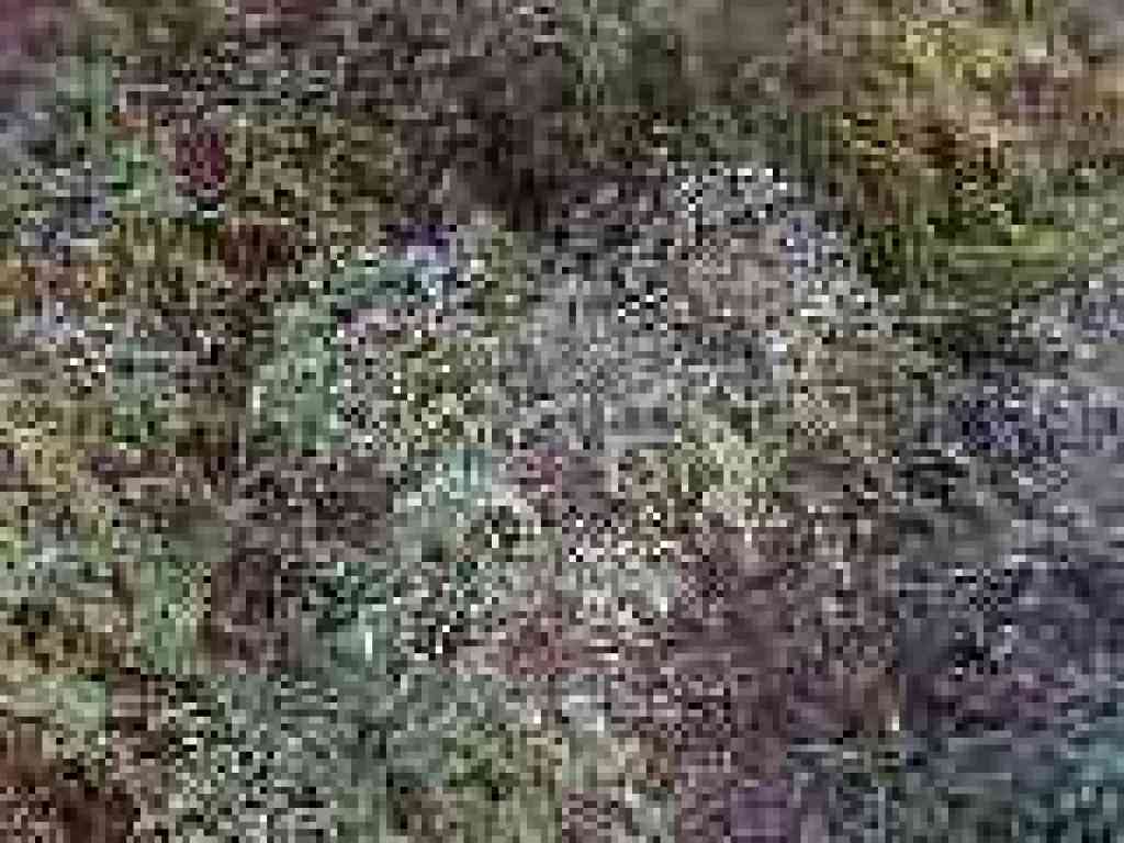 Snowberries