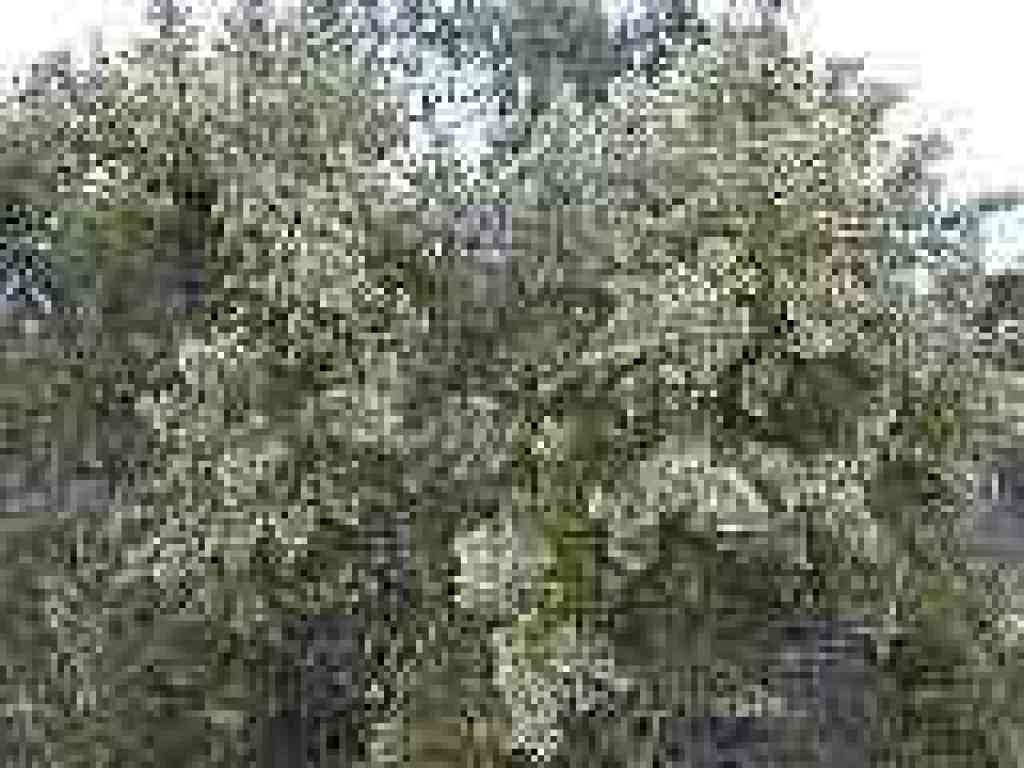 Coyote brush