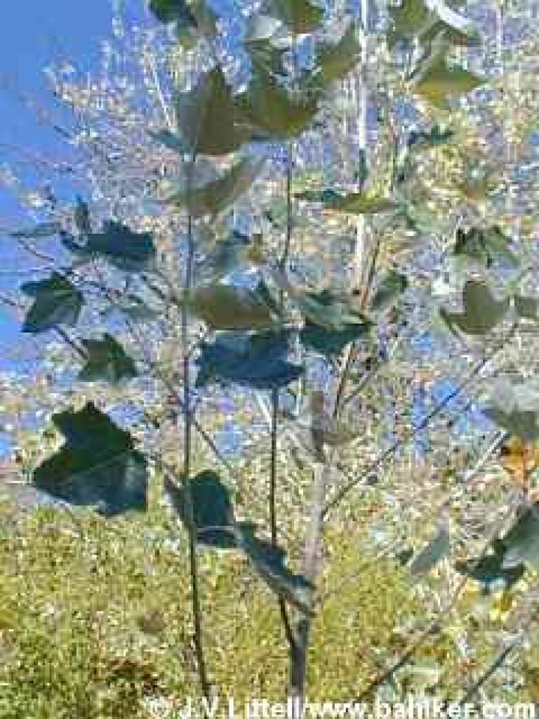 White poplar photo