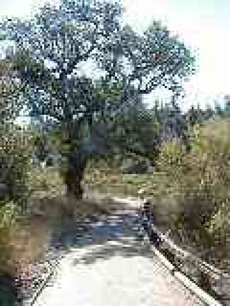 Under an oak