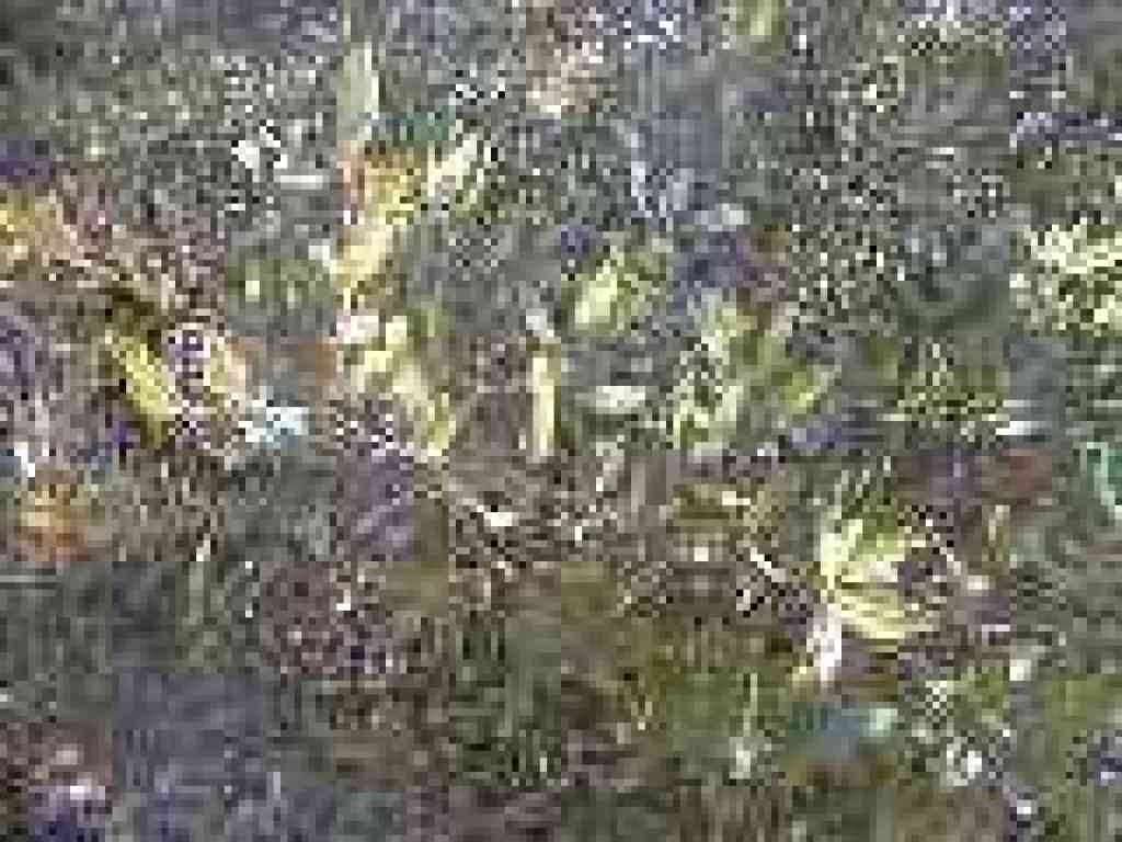 Oak