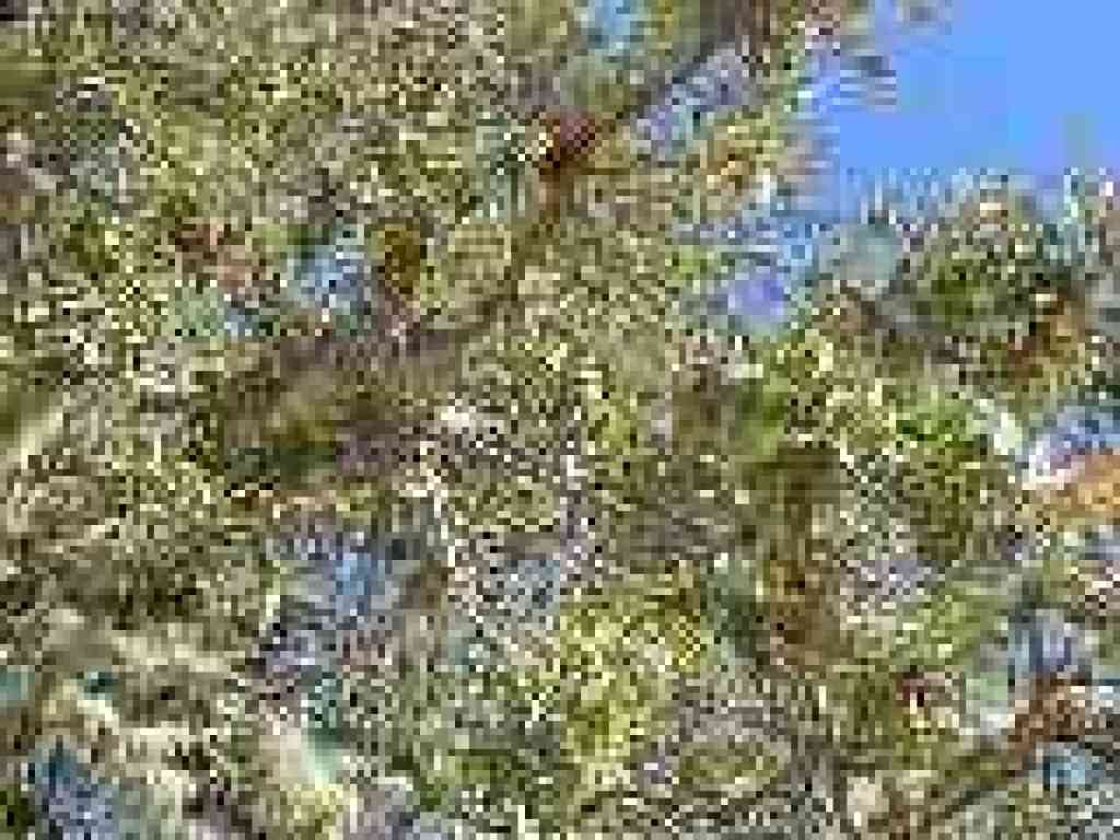 Valley oak