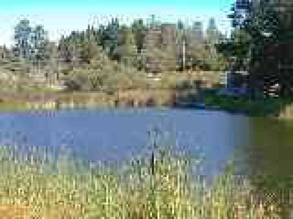 Alpine Pond