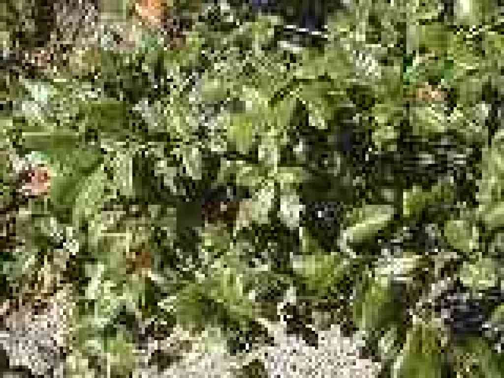 Oak