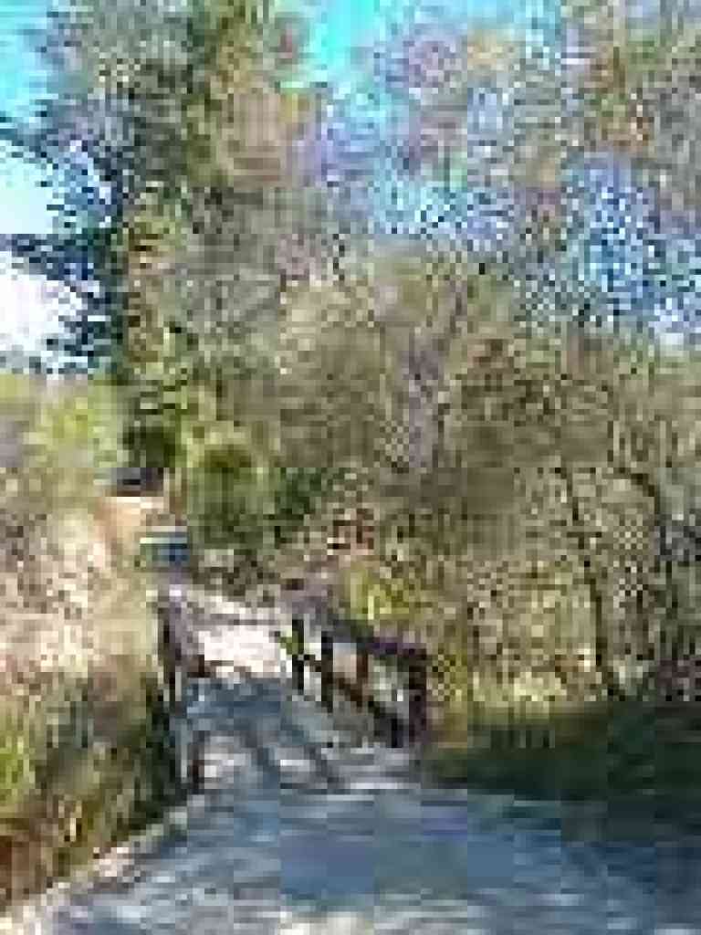 Bridge