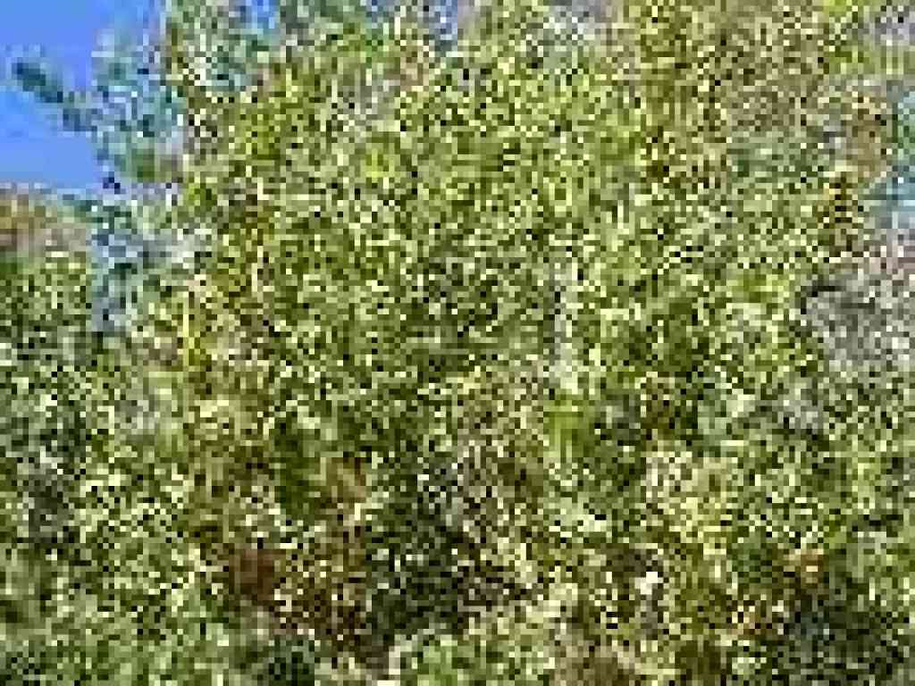 Coyote brush