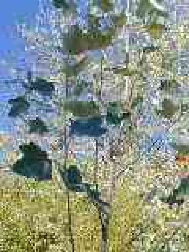 White poplar