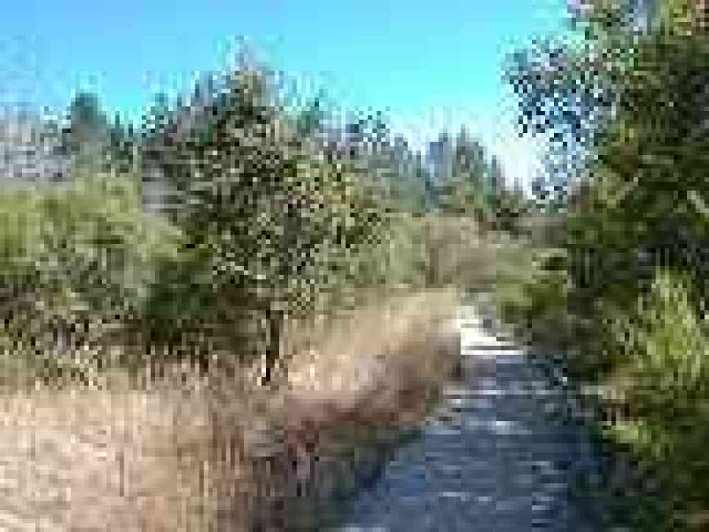 Alpine Pond Trail