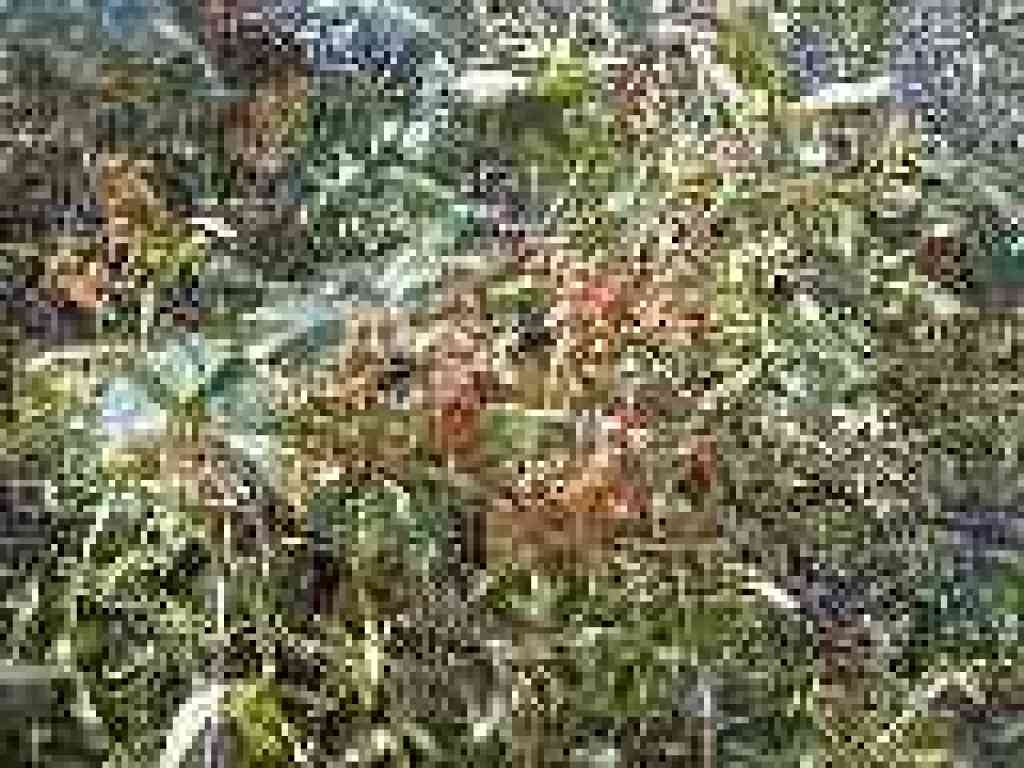 Blackberries