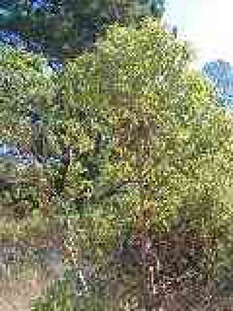 Madrone