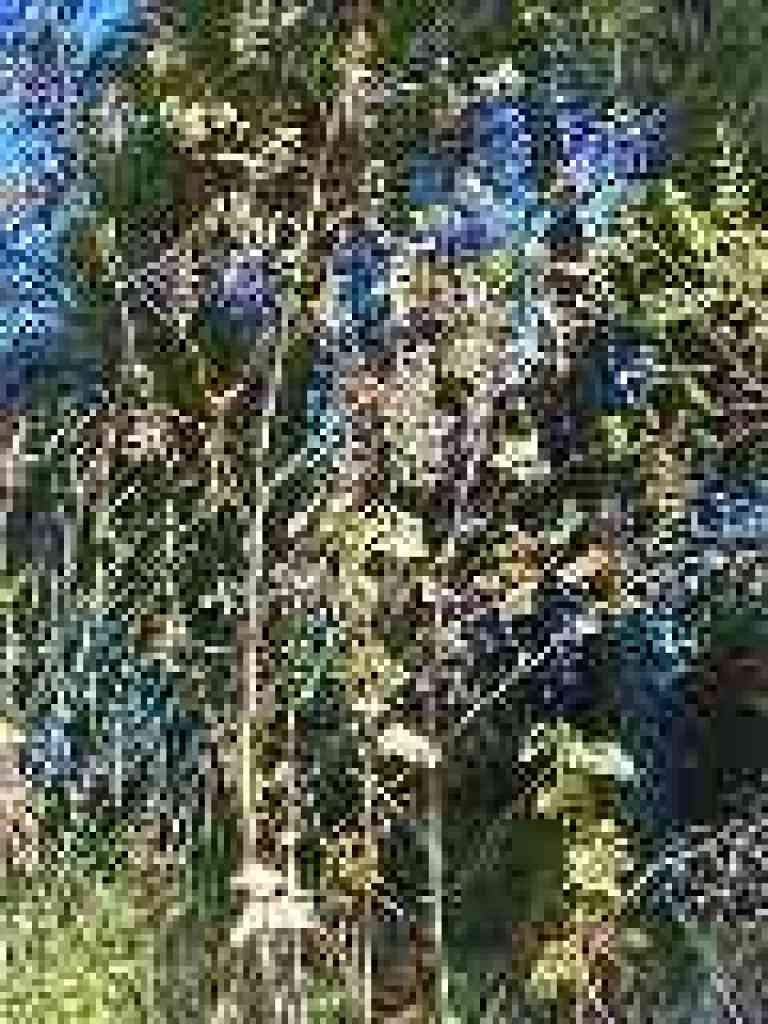 Currant