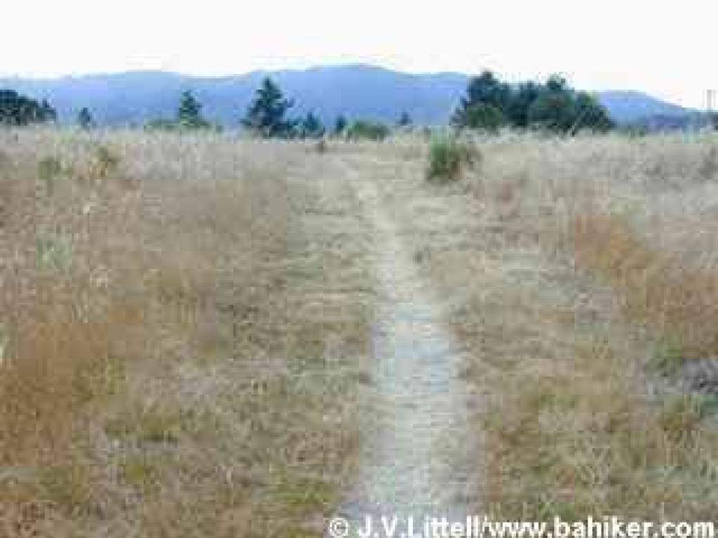 Heritage Grove Trail ends at a high meadow on Towne Ridge