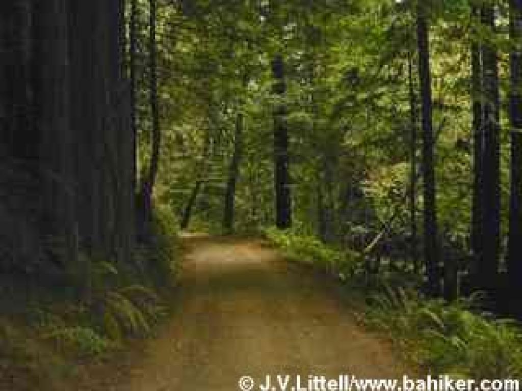 Descending on Towne Trail