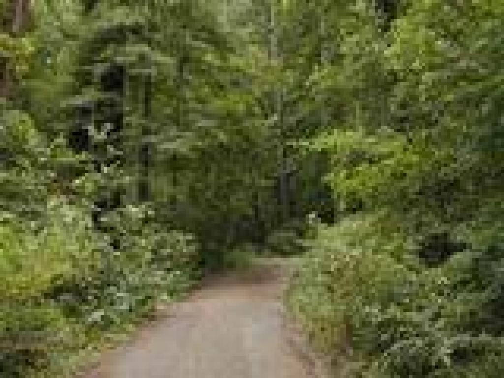 Towne Trail