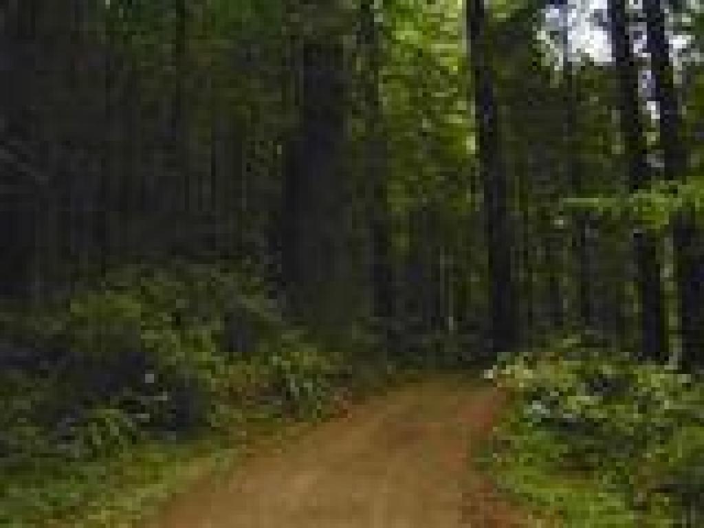 Climbing through redwoods