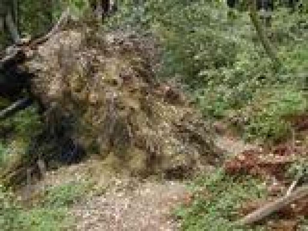 Big Tree Trail