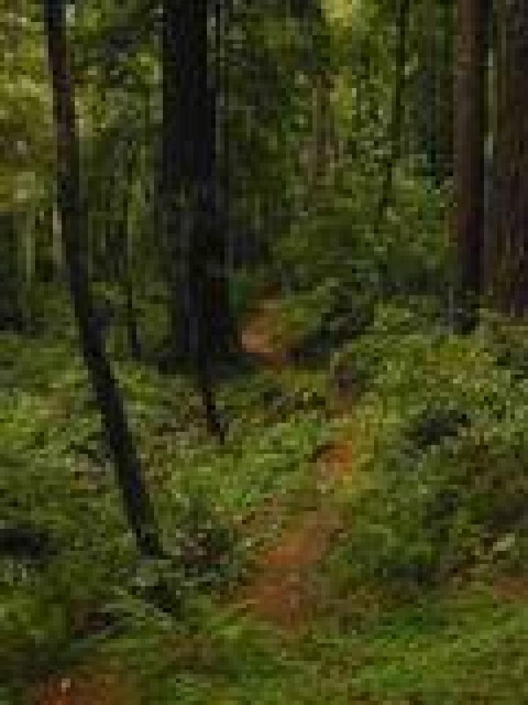 Big Tree Trail