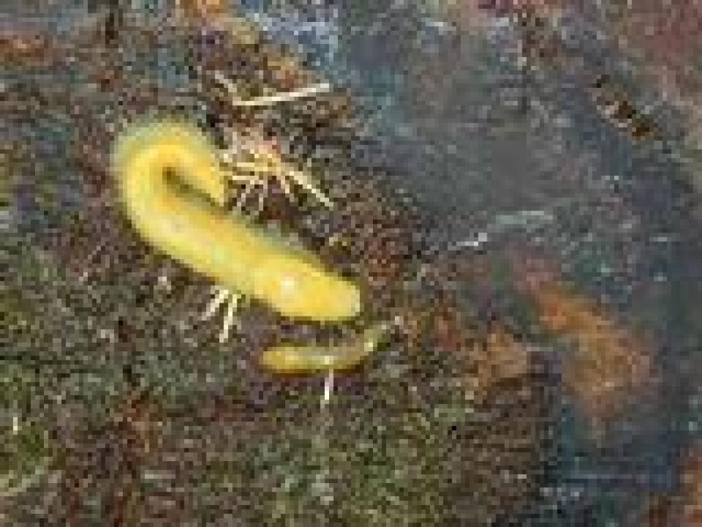 Banana slugs