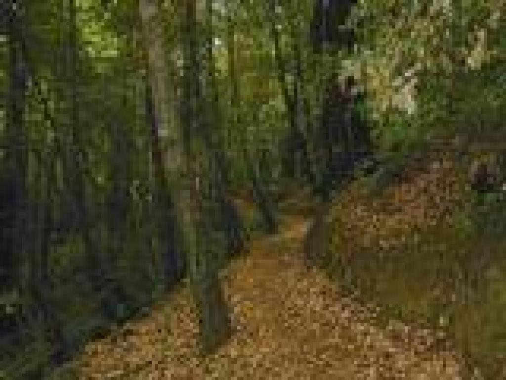 Heritage Grove Trail