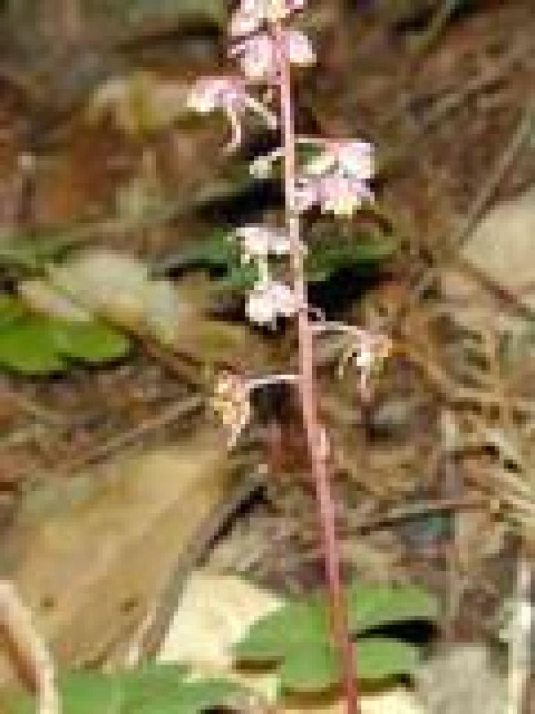 Shinleaf