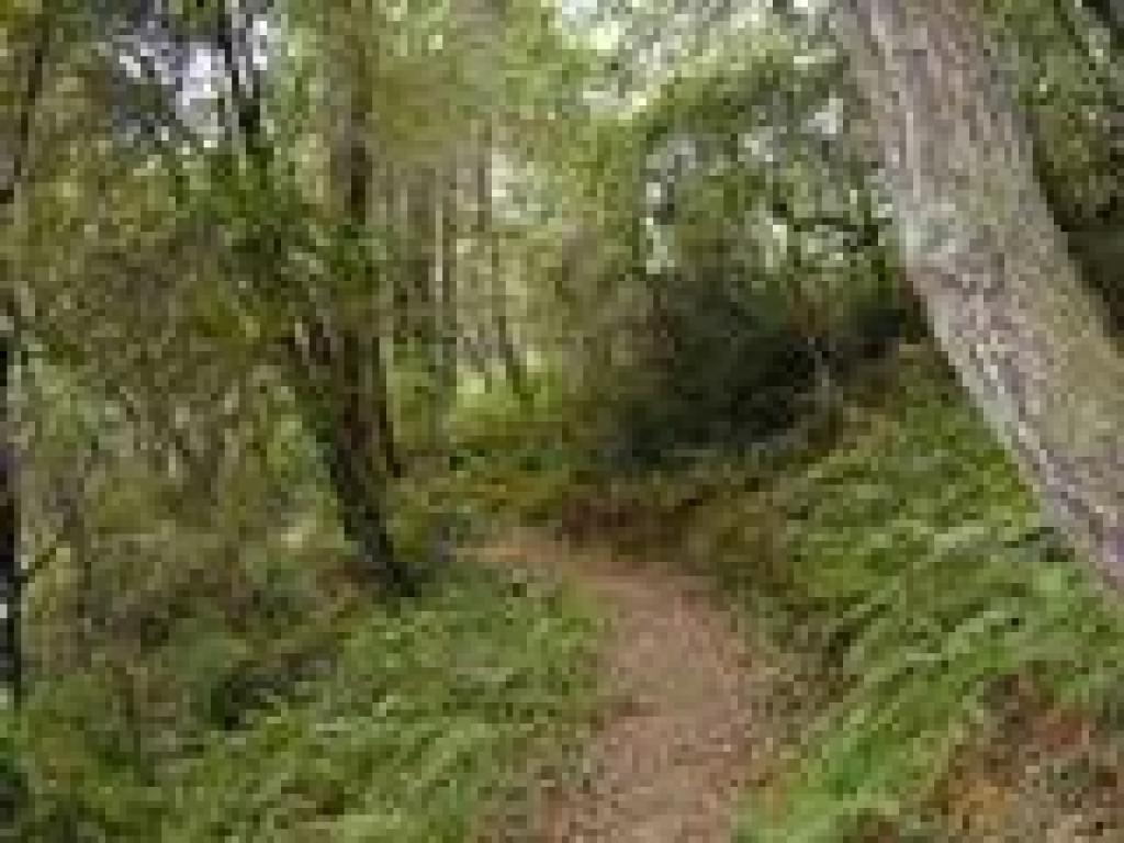 Mixed woodland