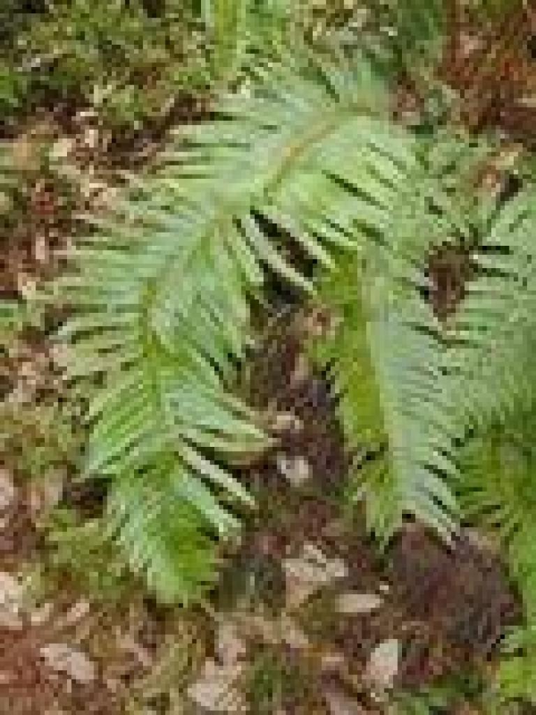 Ferns