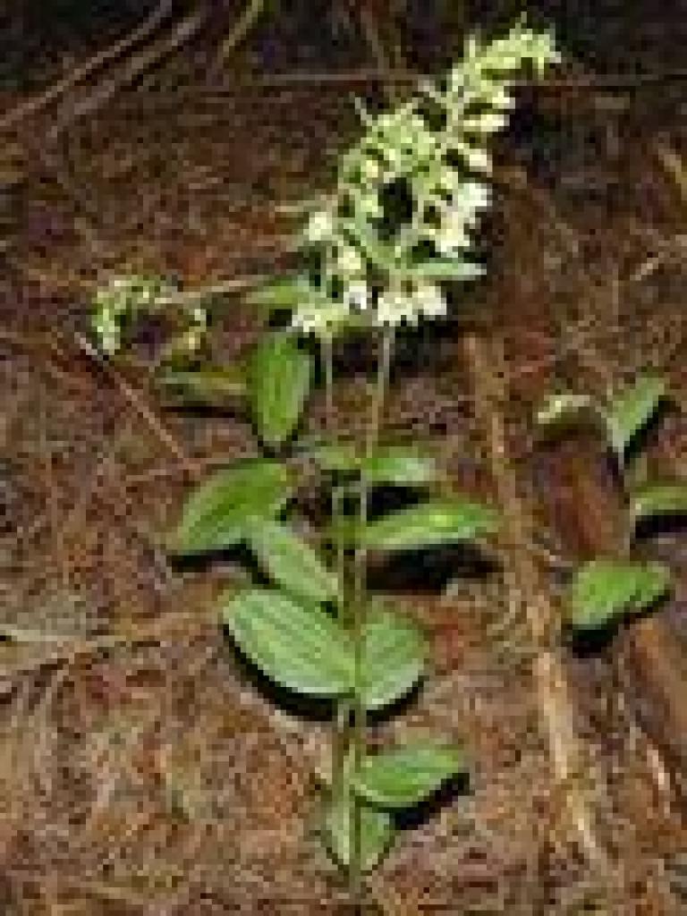 Helleborine