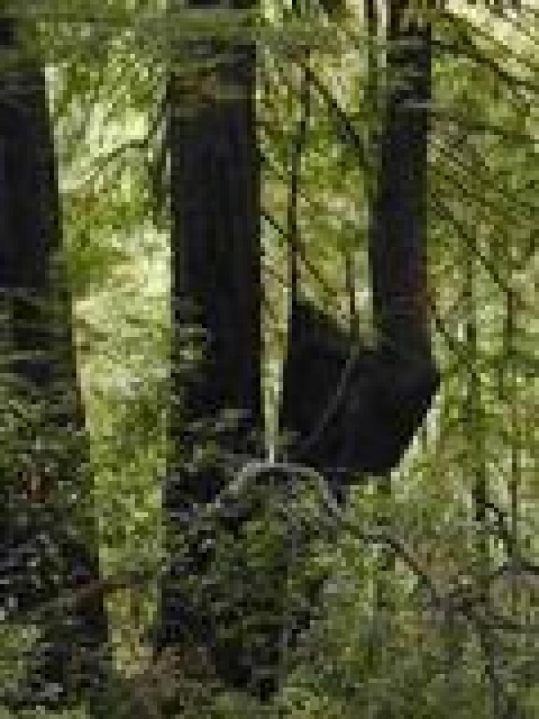 Oddly shaped redwood
