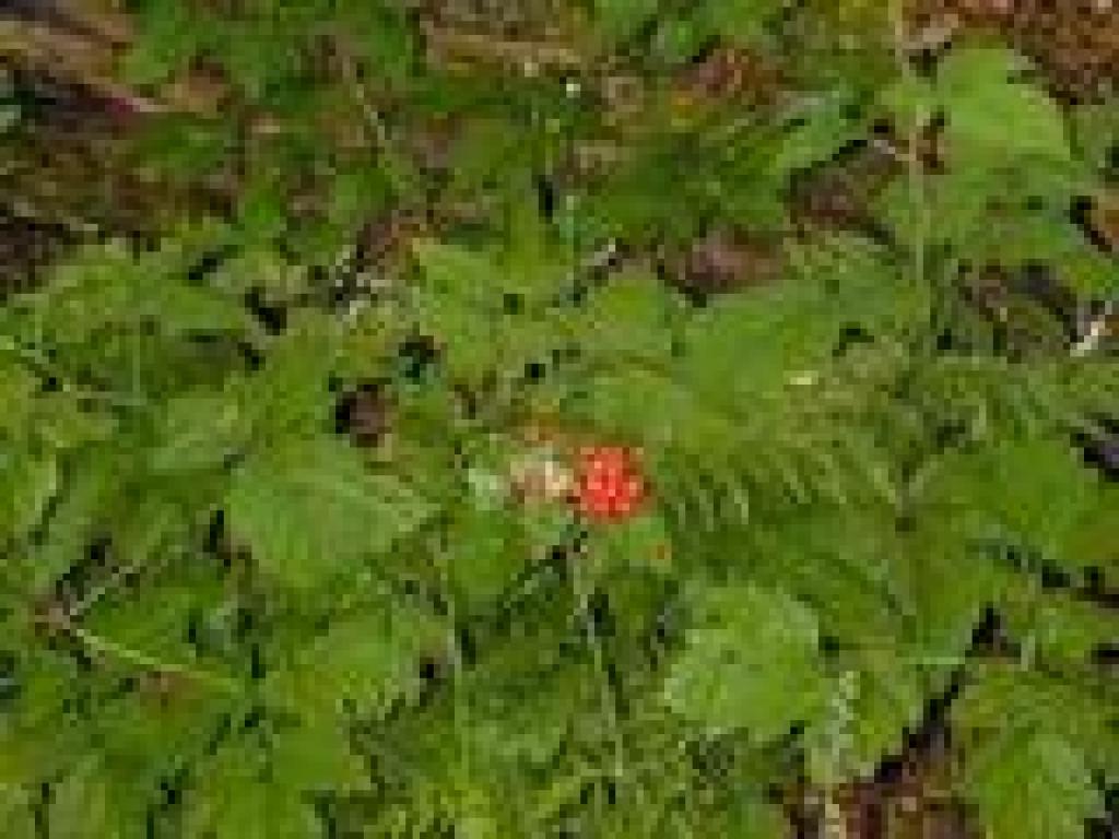 Baneberry