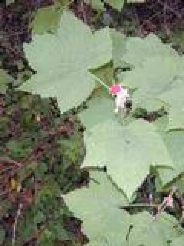 Thimbleberry