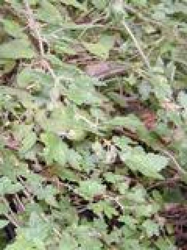 Gooseberry