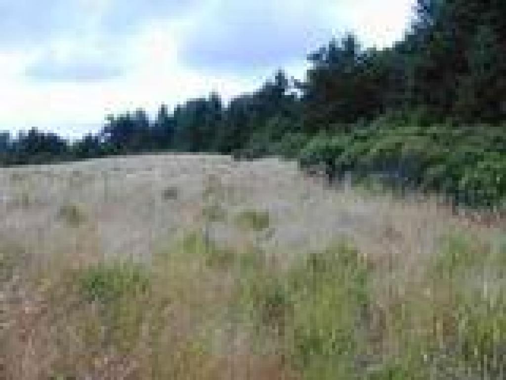 Entering a meadow