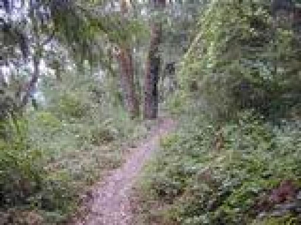 Back into the woods
