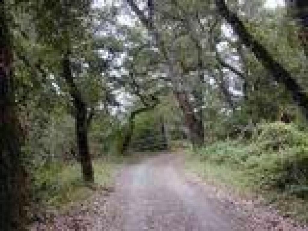 Brief wooded stretch