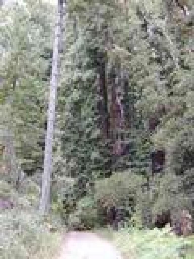 Heading back into redwoods