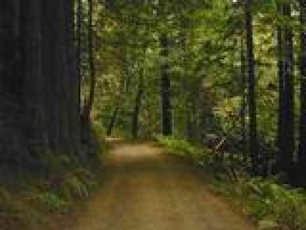 Towne Trail
