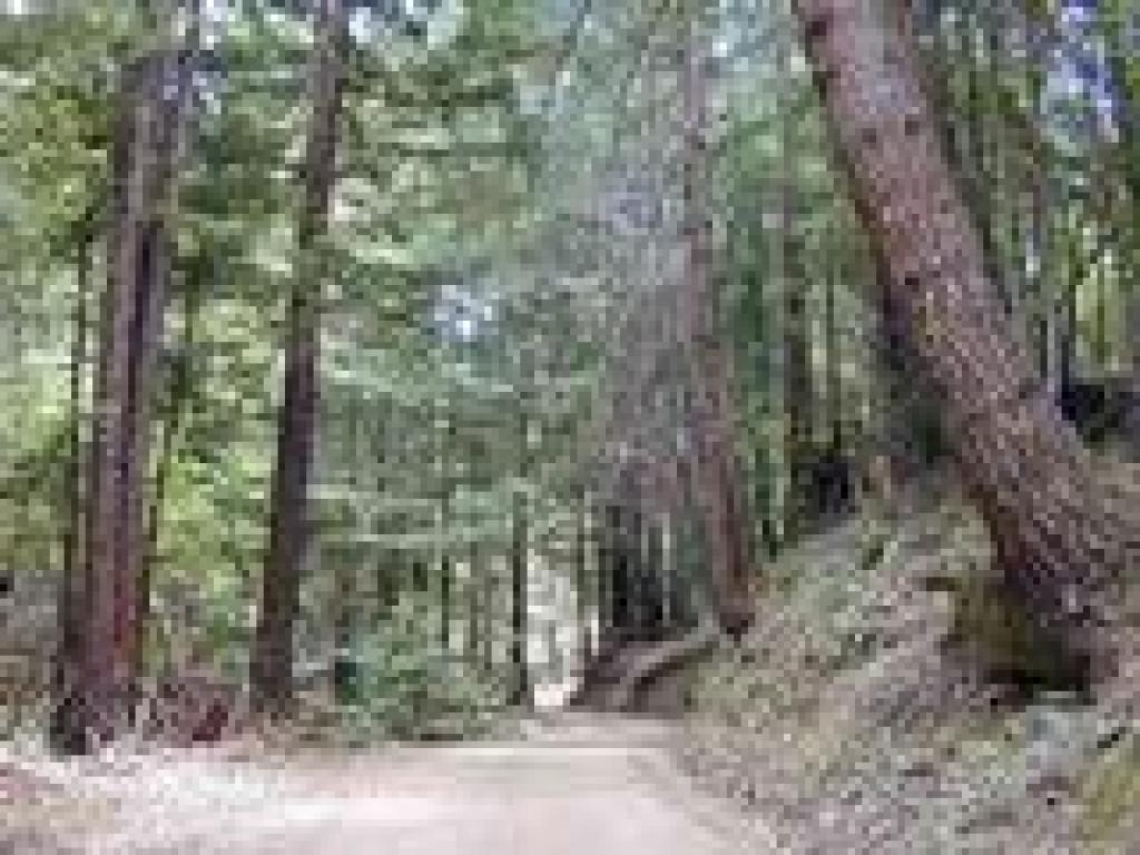 Soquel Demonstration Forest