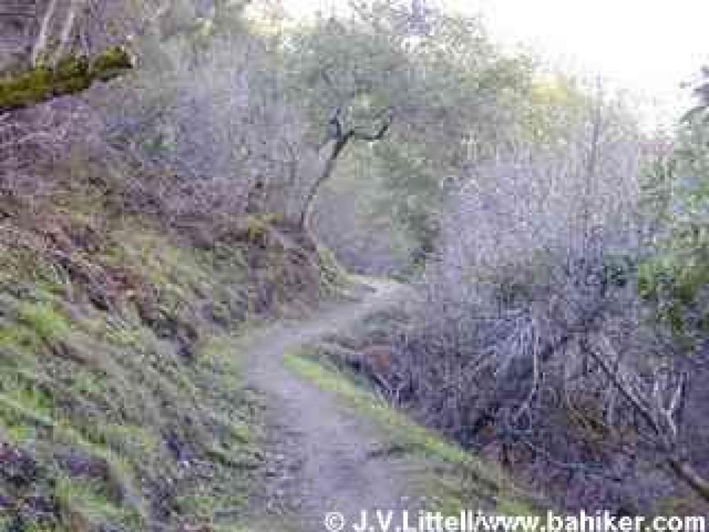 Stevens Creek Tony Look Trail