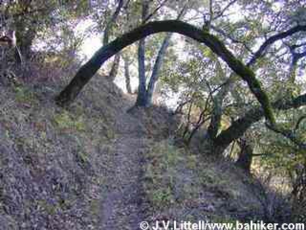 Lookout Trail