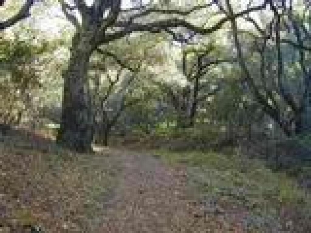 Into the woods