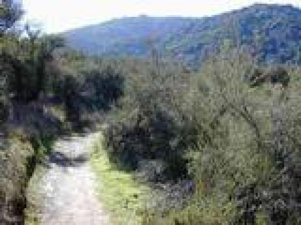 Chamise lines the trail
