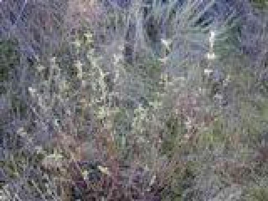 Pitcher sage